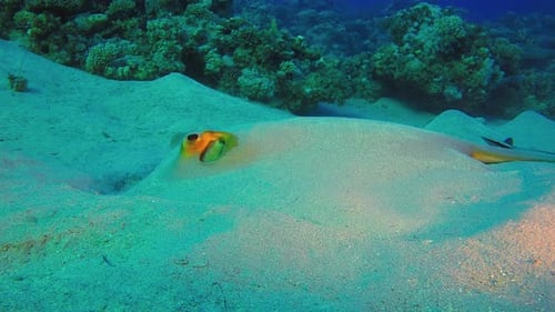 Tropischer Rochenfisch