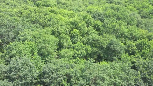 Blick von oben auf den Mangrovenwald. Grüne Bäume, die sich im Wind wiegen