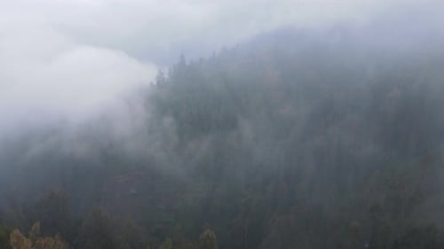 Rainy weather in mountains. Misty fog blowing over pine tree forest. Aerial footage of spruce forest
