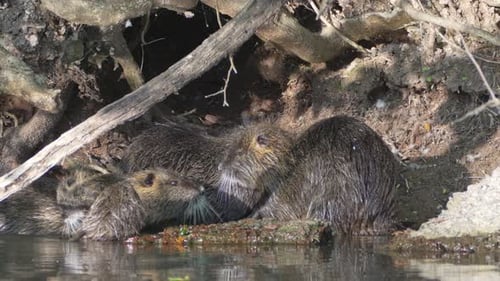 Große Gruppe von Nutria, Myocastor-Coypus, die vor ihrem Haus in der Höhle baden, putzen und pflegen