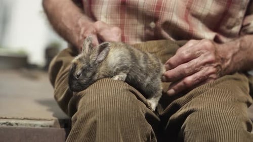 Alter Mann, Bauernhände, streichelnd, niedliches kleines Kaninchen, Liebe und Liebe für Nutztiere