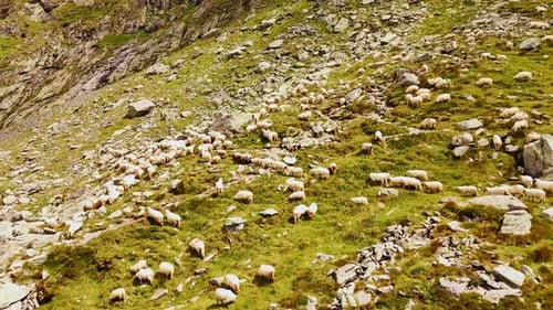 Numerous white domestic sheep walking by the slope of the rock.