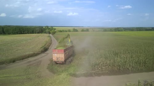 Corn Silage Harvesting with Forage Harvester on Field