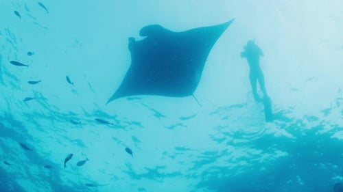Woman Freediver Swims in the Sea with the Giant Oceanic Manta Ray or Mobula Birostris