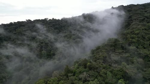 Fliegen Sie in der Luft auf Wolken zu, die sanft zwischen den hohen Bäumen schweben