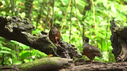 Strident Walking Birds on Mossy Log in Forest