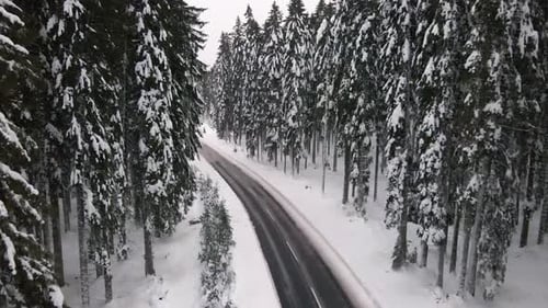 Flying Above Road in Conifer Forest in Snowy Winter Landscape. Drone Aerial View