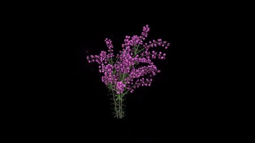 Animated Pink Flower Plant Growing with Magical Particles