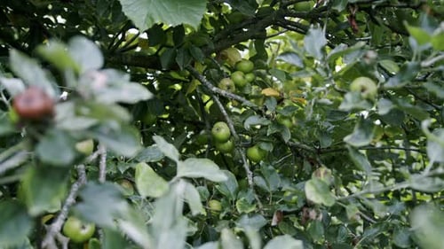 Exploring a lush apple orchard filled with ripe green fruit during late summer harvest time