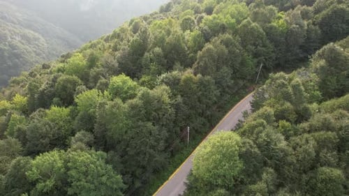 Aerial Forest Road