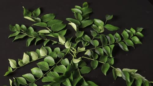 Bunch of curry leaves and power over black background