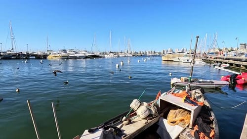 Seagulls flying over the water surface, over boats, yachts and the Punta del Este harbour, Uruguay