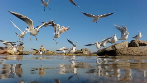 Close up of seagulls fly and swim in shallow water near coastline