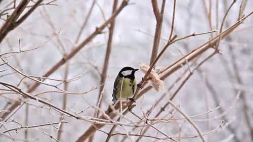 A small bird is perched on a branch in the snow