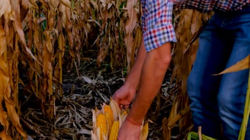 A Man Farmer Harvests Corn in a Field Selective Focus