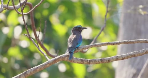 Blue Bird Perched on Branch in Sunny Forest Setting Indochinese