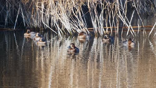 Common Pochards