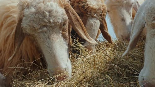 Closeup of Several Sheep with Fluffy Wool Eating Hay Showcasing