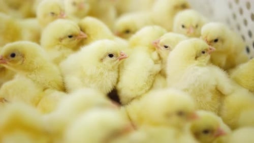 Close-Up of Many Adorable Yellow Baby Chickens