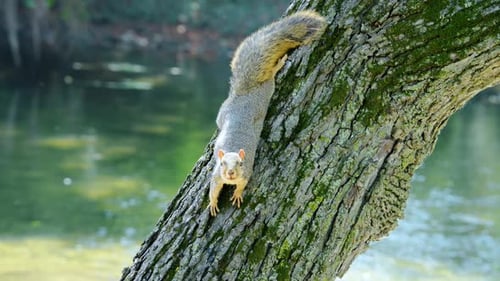 Grey Brown Squirrel Climbing Down on the Tree Trunk Watching and Waiting for a Nut Close Up View