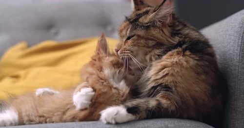 Fluffy Maine Coon Mother Cat Gently Licks Her Kitten While Lying on Gray Sofa Little Kitten Enjoying
