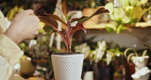Woman tending houseplant in indoor botanical garden