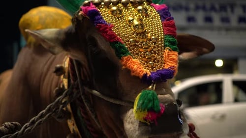 Ornately Decorated Ox Close Up at Night