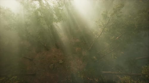 Drone rompendo a neblina para mostrar sequoias e pinheiros