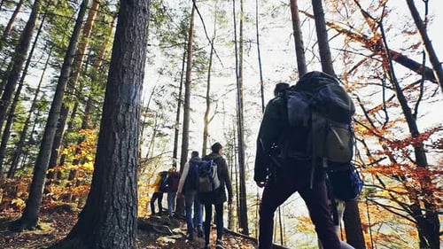 Hikers Climbing Mountain Through the Forest