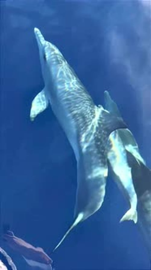 Dolphins swimming in a pod in crystal clear water