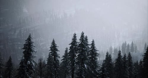 Snow Covered Pine Trees in a Misty Forest Landscape During Winter