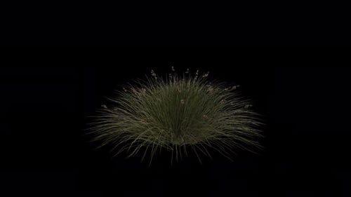 Juncus Leopoldii Grass blowing in the wind. Wind blows Leopold's Rush. Alpha Channel. Loop Animation
