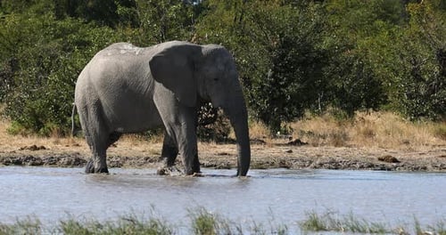 African Elephant on waterhole, Africa safari wildlife
