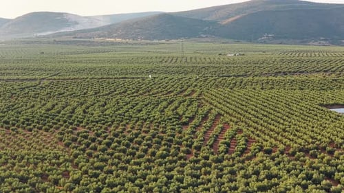 Extensive Olive Tree Plantation in Hilly Landscape