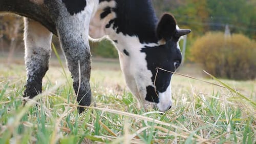 Close Up Head of Cow Eating Fresh Green Grass on Lawn Friendly Animal Grazing in Meadow at Summer
