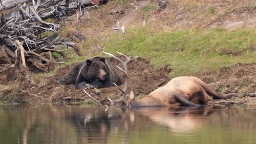Grizzly Bear with a recently killed elk in Yellowstone National Park