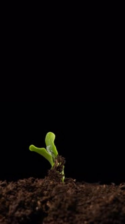 Growing Plants in Spring Timelapse Sprouts Germination Newborn Green Seedling