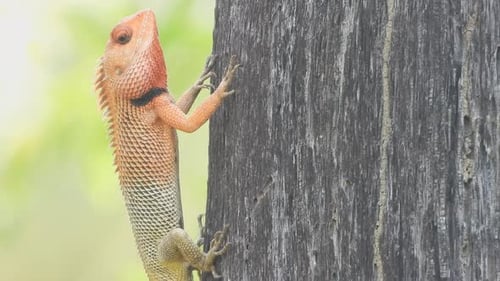 Lizard Climbing Up a Tree Trunk