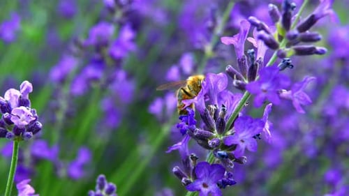 Bee Pollinating Purple Lavender Flowers in Sunny Garden
