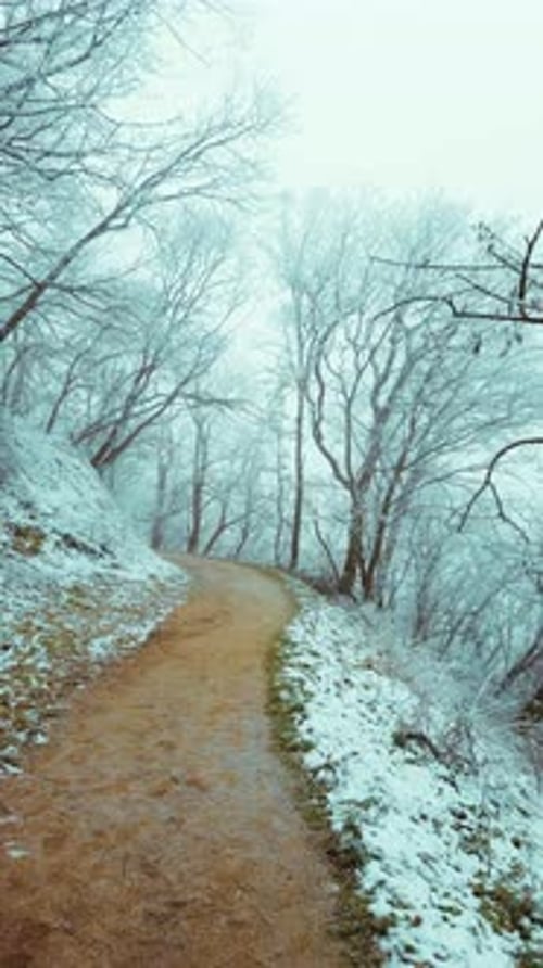 Serene Winter Forest Path Lined with Frost-Covered Trees and Enveloped in Mystical Morning Fog