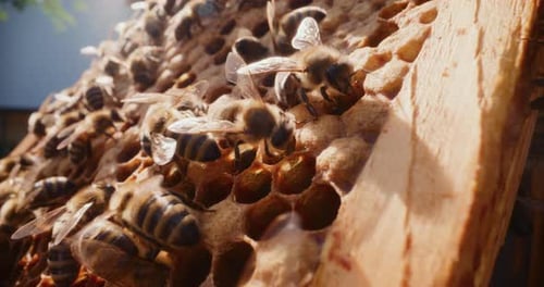 Bees Produce Honey on Honeycomb