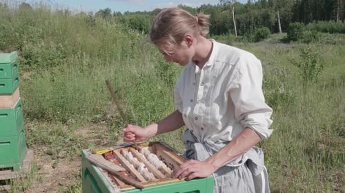 Beekeeper Examining Honeycomb at Rural Bee Farm