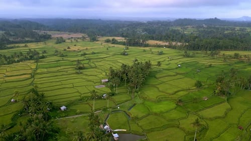 Green Nature Landscape of Rice Fields and Husbandry in Farm Environment at Bali