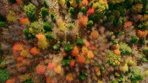 Colorful Autumn Forest Aerial Birds Eye View