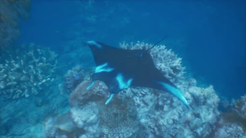 Graceful Manta Ray Glides Over Coral Reefs in Blue Ocean