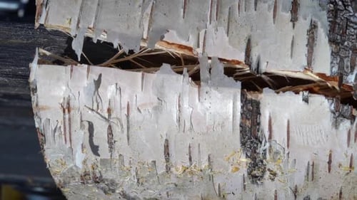 Macro low angle view of blade splitting birch firewood log. Vertical video.