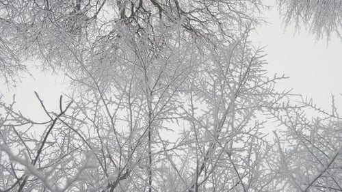 Snow Covered Trees on a Winter Day