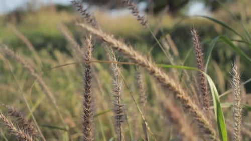 Tall Grasses Swaying Gently in the Breeze