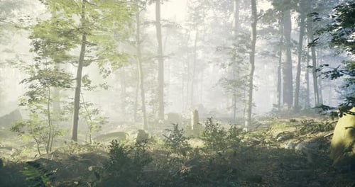 Misty Forest Landscape in Early Morning Light with Lush Greenery and Tall Trees