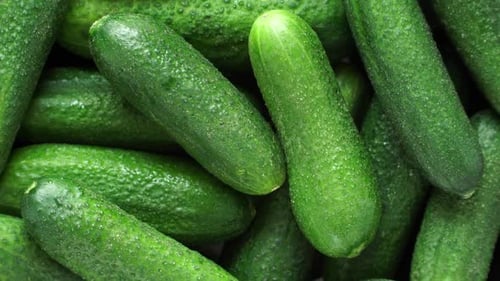 Close Up of Fresh Green Cucumbers Rotate on Board Harvest Time